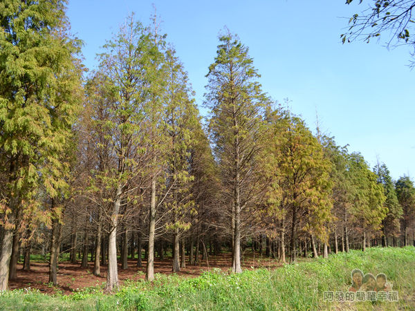 落羽松森林19-森林的尾端-綠漸染紅的落羽松