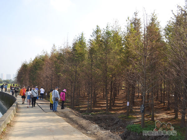 落羽松森林02-曾被稱為秘境的落羽松森林