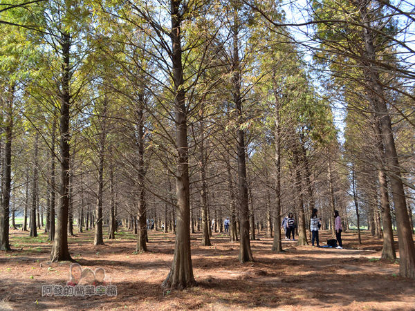 落羽松森林18-森林的尾端