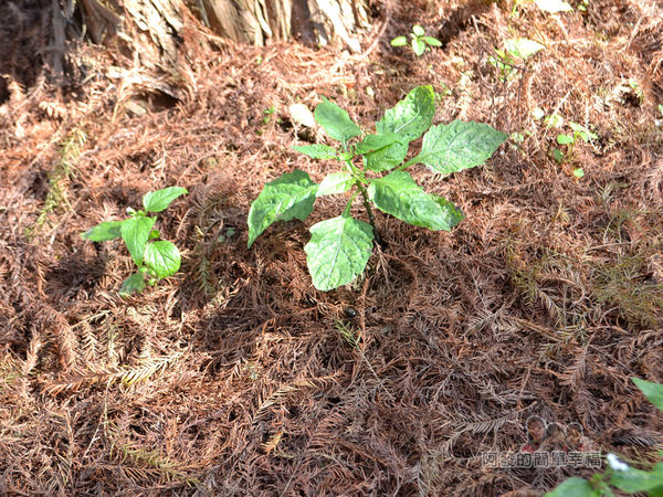 落羽松森林16-滿地變成紅褐色的落羽松落葉