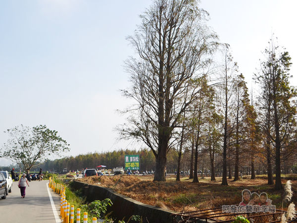 落羽松森林01-八德浮覓街底