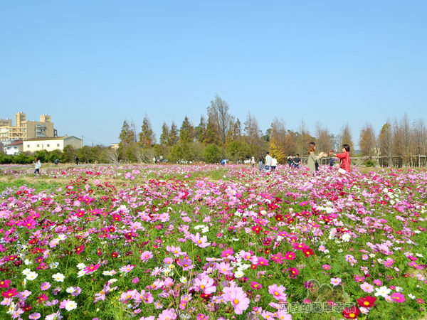 落羽松森林24-一旁萬紫千紅的花海