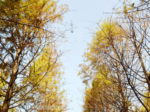 落羽松森林12-樹梢與藍天