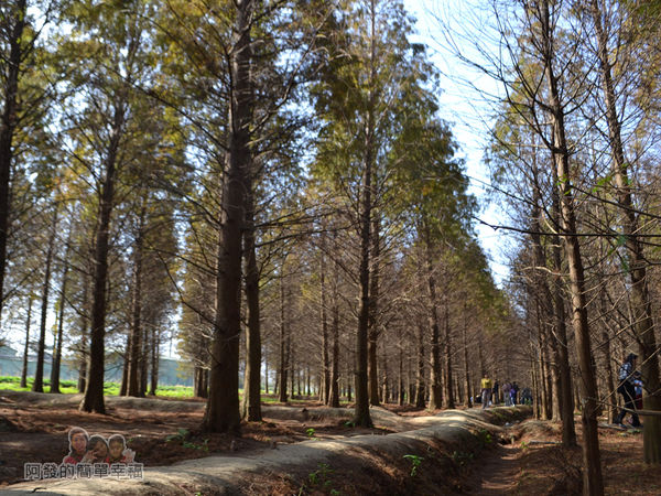 落羽松森林15-有如異國般的風情畫作