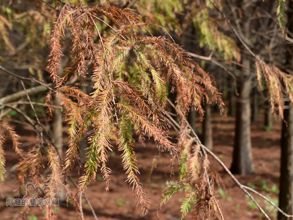 落羽松森林17-如羽毛般的落羽松葉