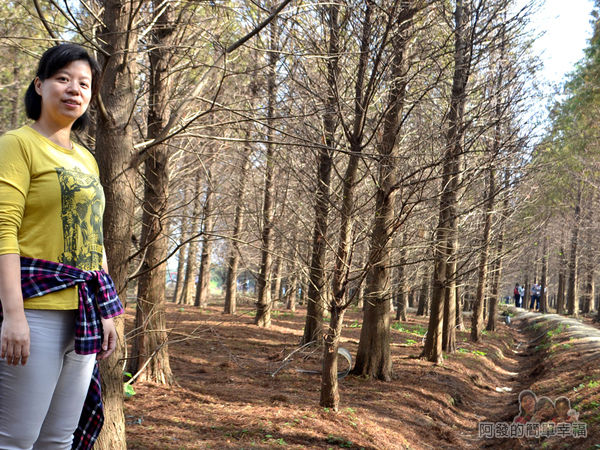 落羽松森林11-怎麼拍怎麼美喔