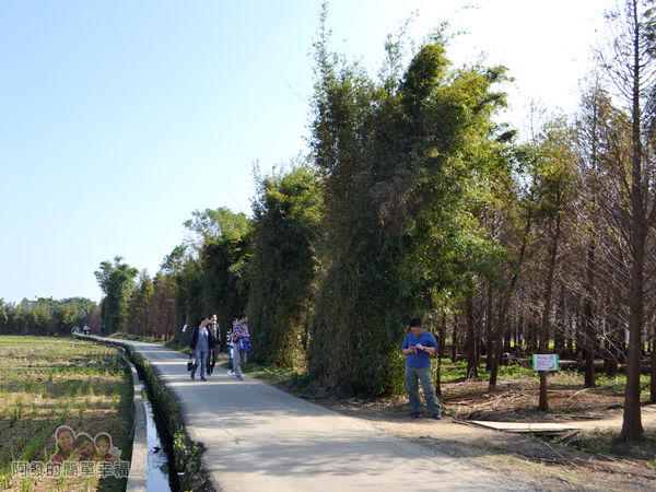 落羽松森林05-後方還有大片的落羽松林