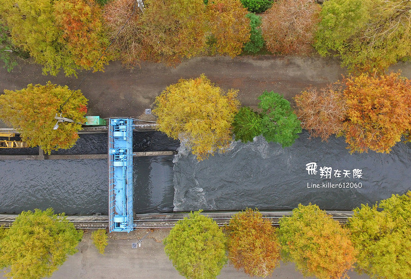 雲林落羽松空拍2 001