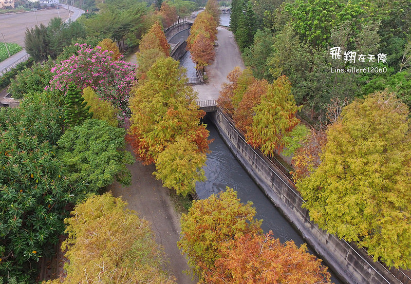 雲林落羽松空拍2 010