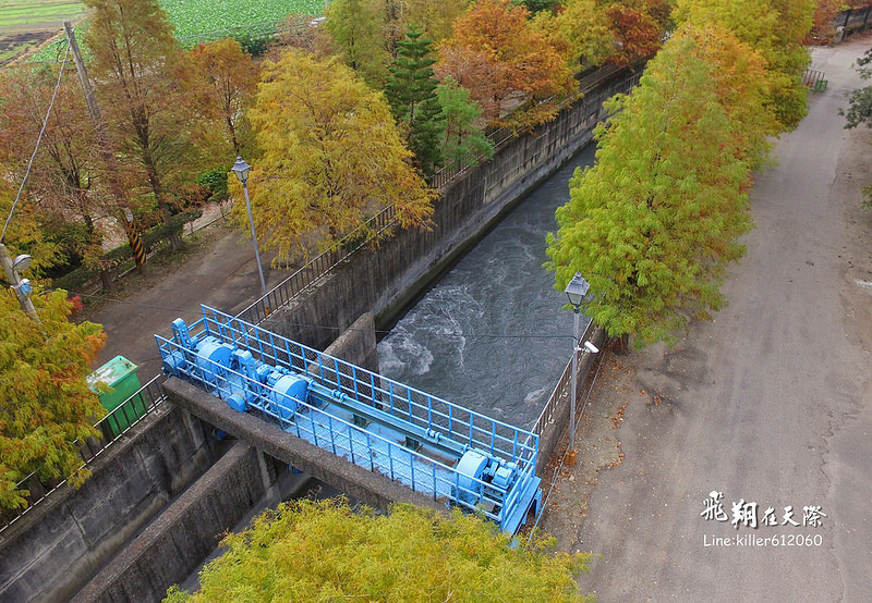 雲林落羽松空拍2 012