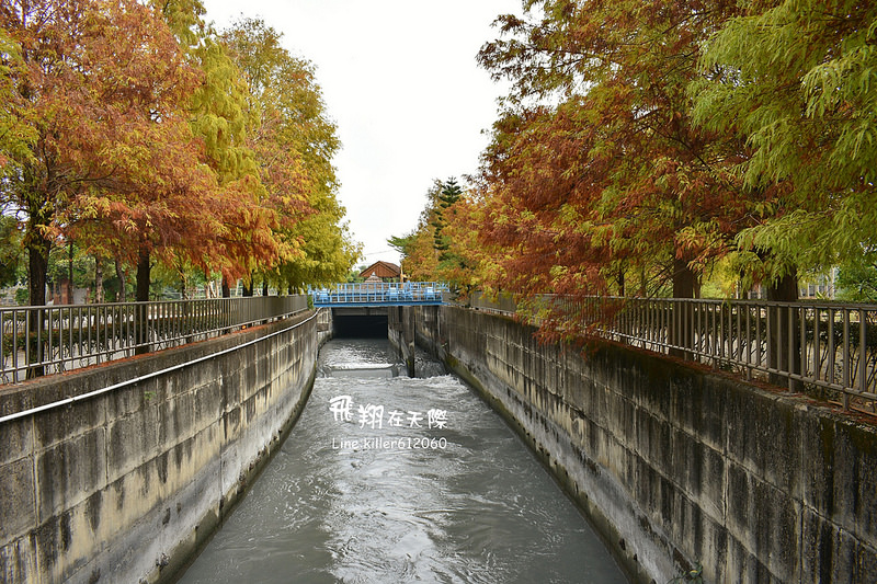 雲林落羽松空拍1 005