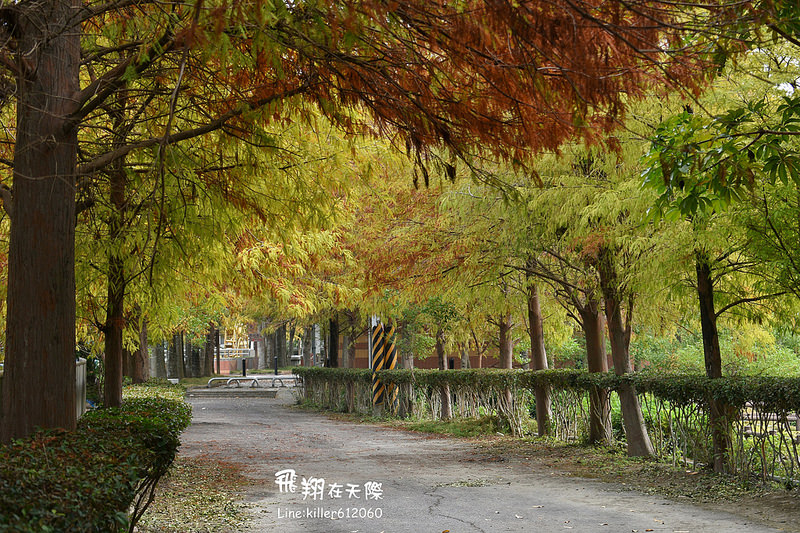 雲林落羽松空拍1 008