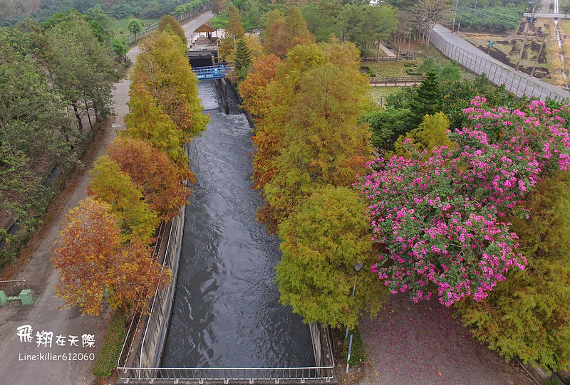 雲林落羽松空拍2 009