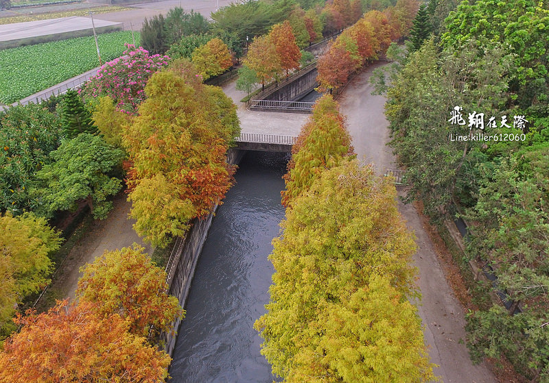 雲林落羽松空拍2 015
