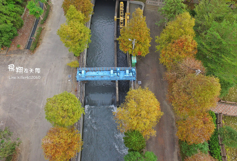 雲林落羽松空拍2 007