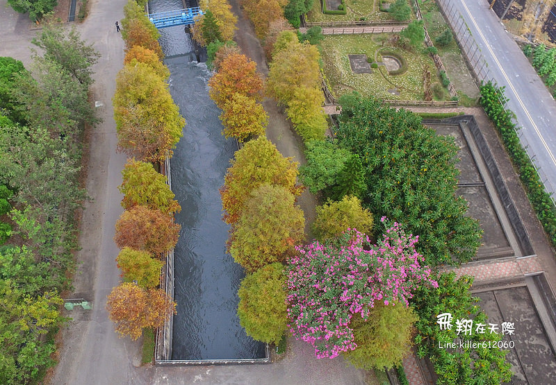 雲林落羽松空拍2 002