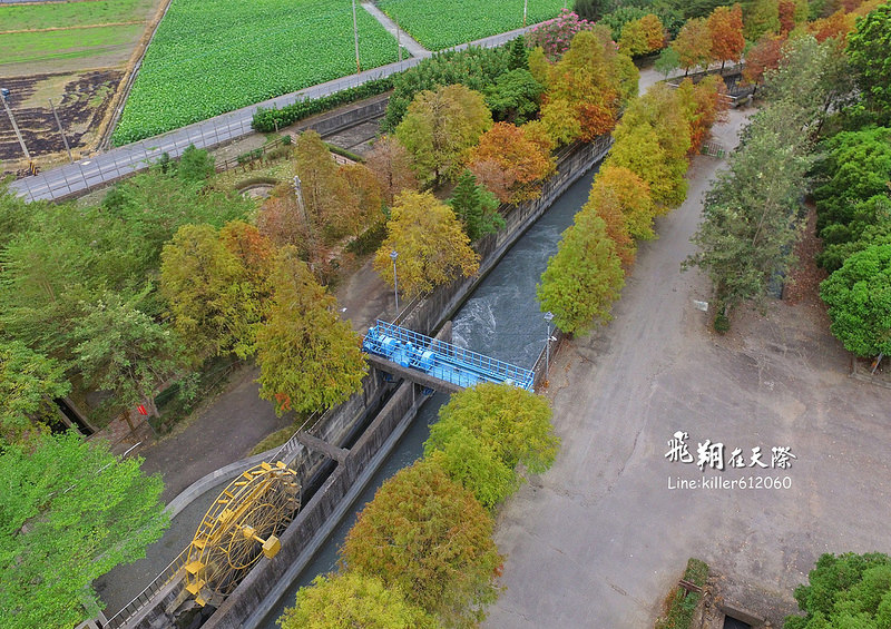 雲林落羽松空拍2 026