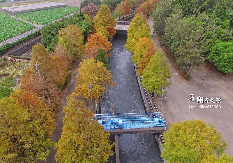 雲林落羽松空拍2 016