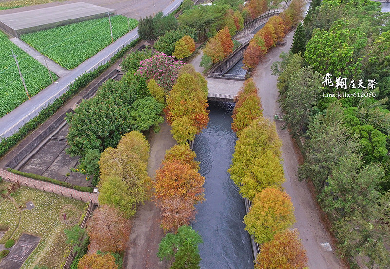 雲林落羽松空拍2 021
