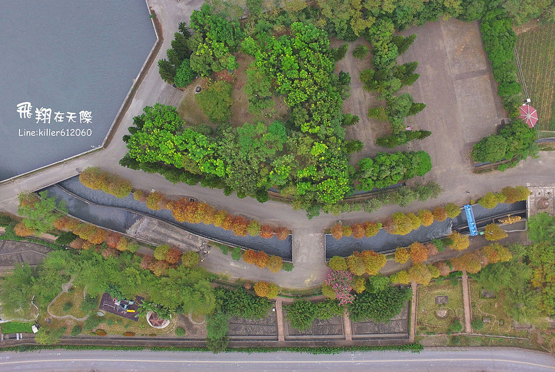 雲林落羽松空拍2 006