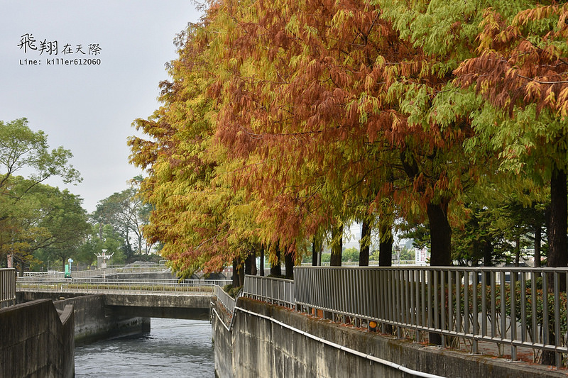 雲林落羽松空拍1 002