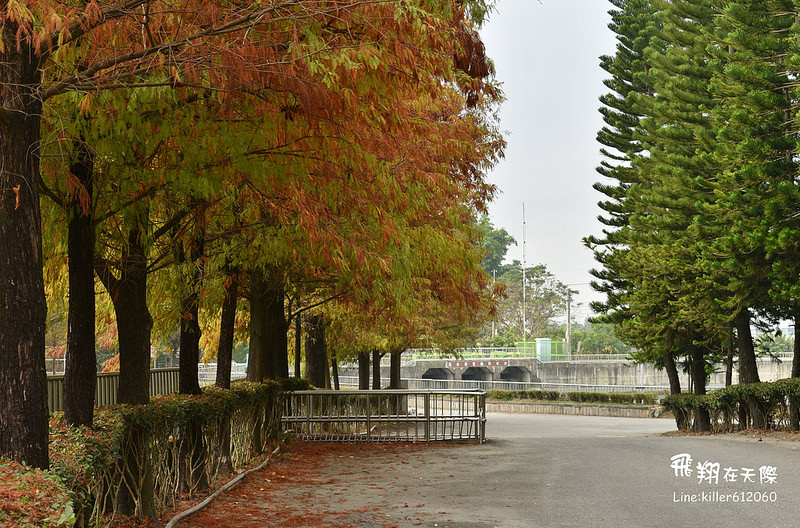 雲林落羽松空拍1 003
