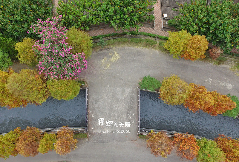 雲林落羽松空拍2 003