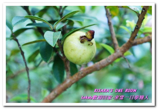 葛思悠農場:新北悠遊趣.烏來旅遊/泰雅原住民部落文化之旅──Lokah歡迎回家.2葛思悠農場