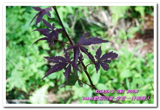 葛思悠農場:新北悠遊趣.烏來旅遊/泰雅原住民部落文化之旅──Lokah歡迎回家.2葛思悠農場