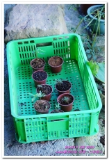 葛思悠農場:新北悠遊趣.烏來旅遊/泰雅原住民部落文化之旅──Lokah歡迎回家.2葛思悠農場