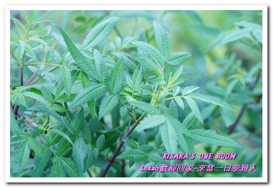 葛思悠農場:新北悠遊趣.烏來旅遊/泰雅原住民部落文化之旅──Lokah歡迎回家.2葛思悠農場