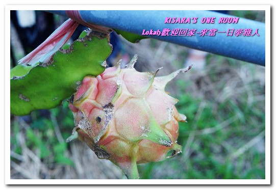 葛思悠農場:新北悠遊趣.烏來旅遊/泰雅原住民部落文化之旅──Lokah歡迎回家.2葛思悠農場