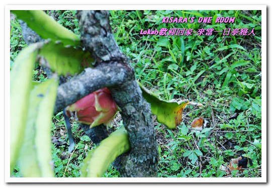 葛思悠農場:新北悠遊趣.烏來旅遊/泰雅原住民部落文化之旅──Lokah歡迎回家.2葛思悠農場