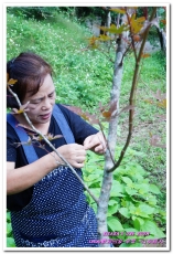 葛思悠農場:新北悠遊趣.烏來旅遊/泰雅原住民部落文化之旅──Lokah歡迎回家.2葛思悠農場