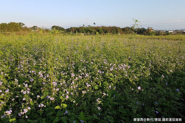 【新竹/東區】頭前溪豆腐岩