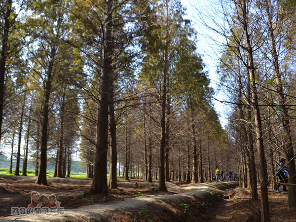落羽松森林15-有如異國般的風情畫作