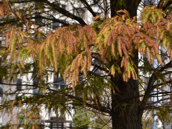 玉山公園13-樹梢上已轉黃褐色的落羽松葉