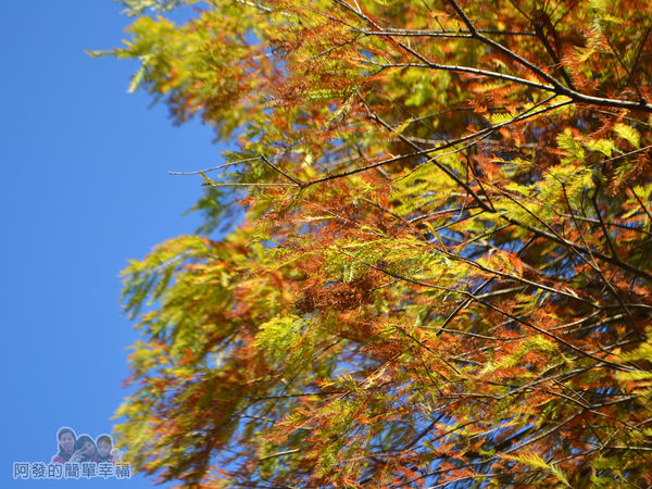 落羽松大道04-如羽毛般的枝葉