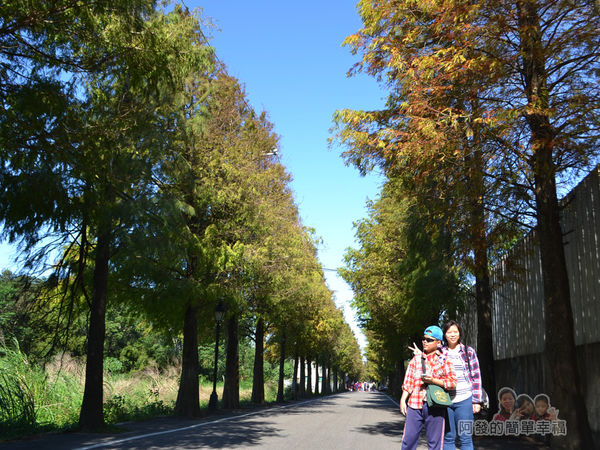 落羽松大道02-入口處留影
