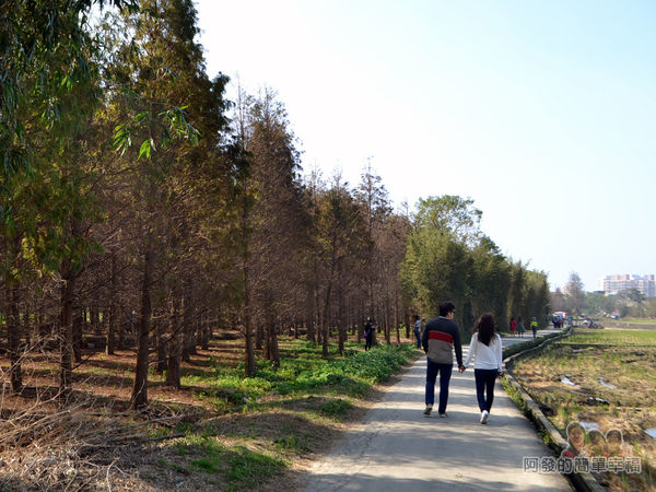 落羽松森林22-不少年輕情侶來此讓感情更加升溫