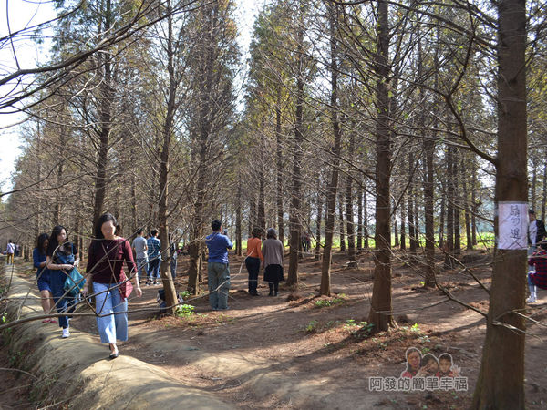 落羽松森林07-請勿進入