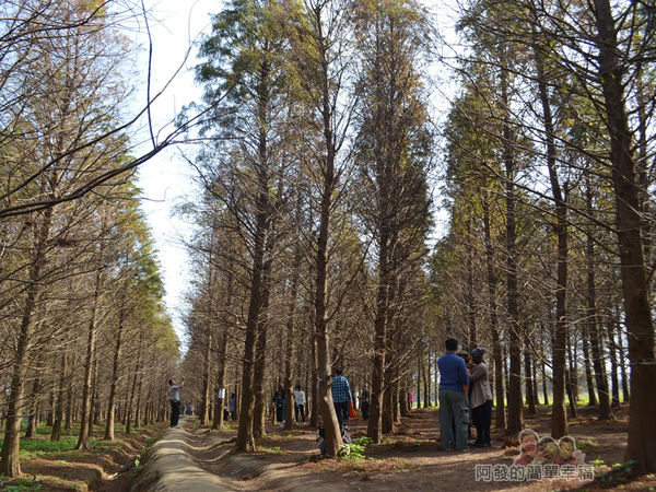 落羽松森林08-第一次置身於落羽松森林