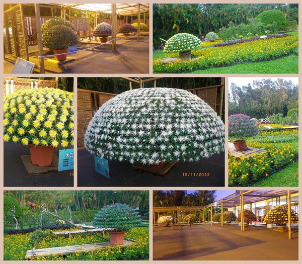 2012士林官邸菊花展：2013 士林官邸菊花展【菊世無雙】