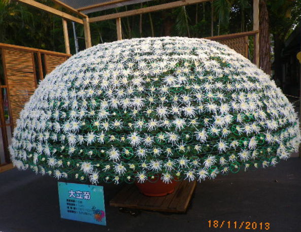 2012士林官邸菊花展：2013 士林官邸菊花展【菊世無雙】