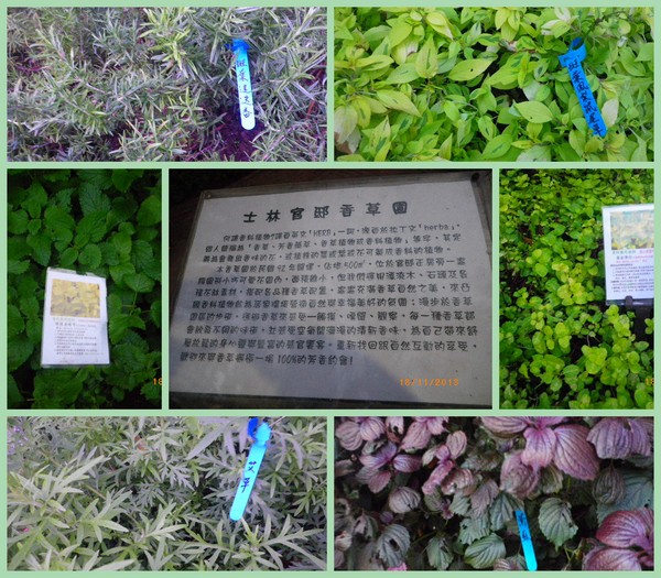 2012士林官邸菊花展：2013 士林官邸菊花展【菊世無雙】