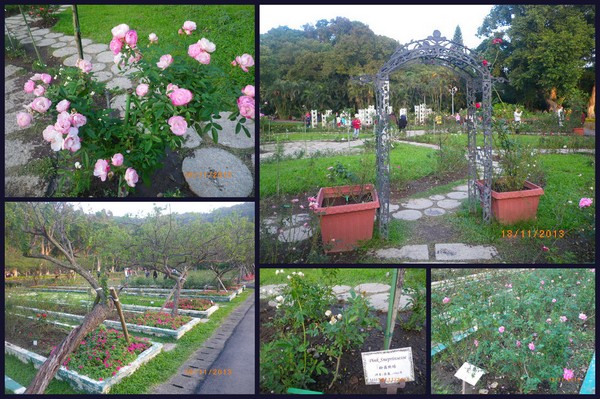 2012士林官邸菊花展：2013 士林官邸菊花展【菊世無雙】