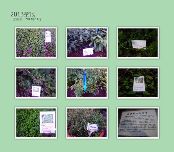 2012士林官邸菊花展：2013 士林官邸菊花展【菊世無雙】