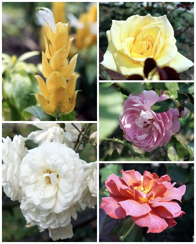 士林官邸：[閃點]台北 士林官邸~好花好樹好放閃