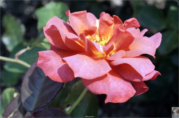 士林官邸：[閃點]台北 士林官邸~好花好樹好放閃