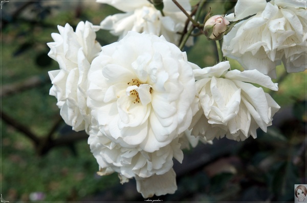 士林官邸：[閃點]台北 士林官邸~好花好樹好放閃